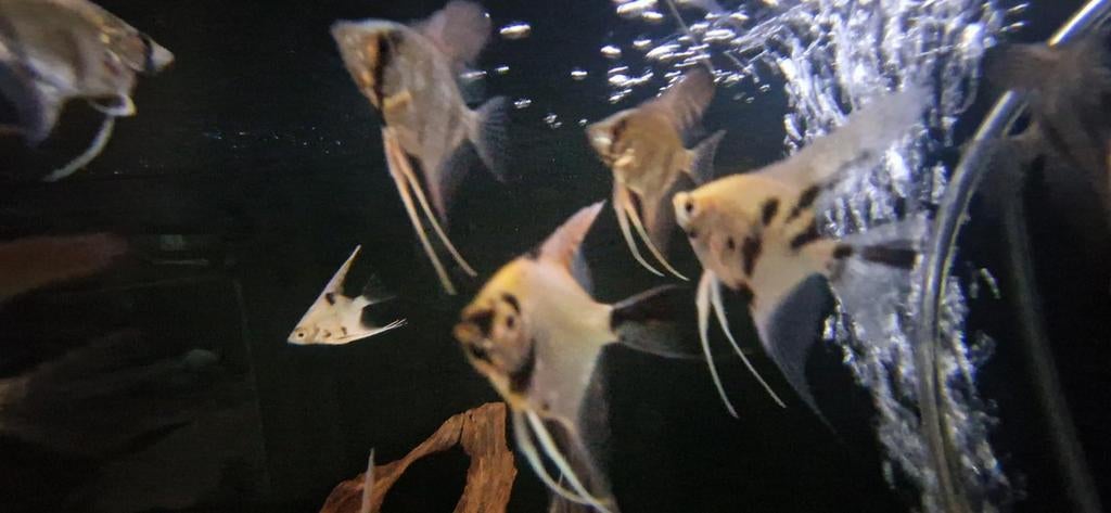 Jonge koi maanvissen, Dieren en Toebehoren, Vissen | Aquariumvissen, Vis