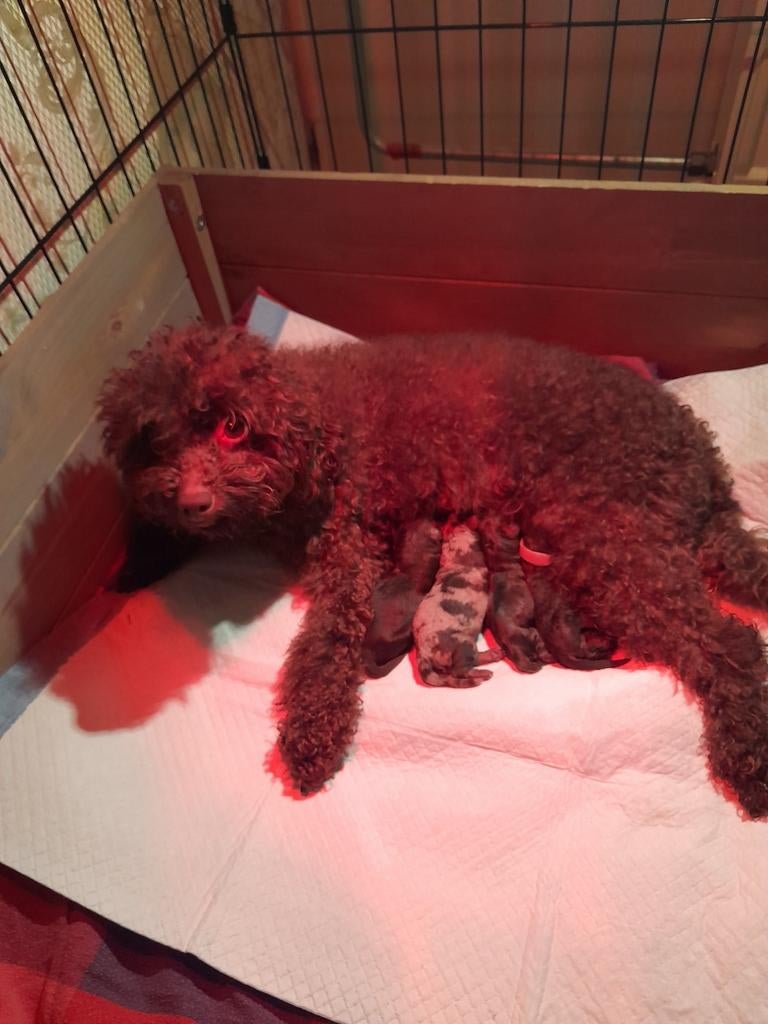 Tekoop aangeboden 4 prachtige Labradoodle pups, Dieren en Toebehoren, Honden | Chihuahua's en Gezelschapshonden, Overige rassen