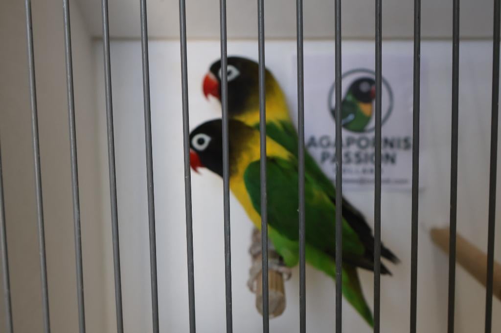 Koppel Agapornis Personatus, Dieren en Toebehoren, Meerdere dieren, Dwergpapegaai of Agapornis, Geringd