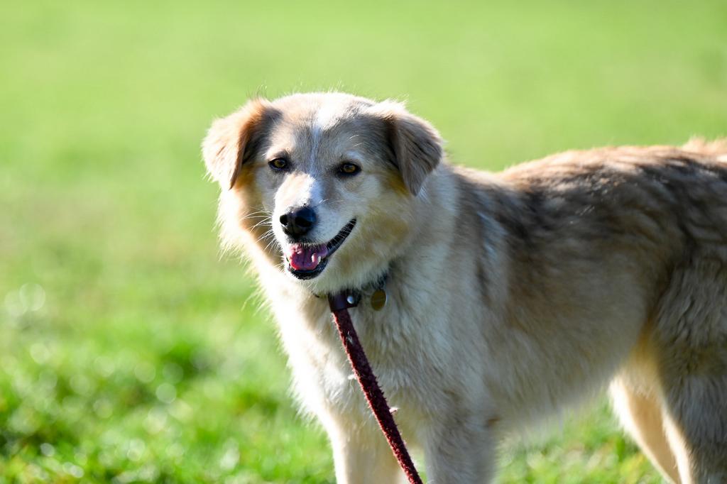 Daria teefje 4 jaar, Particulier, Buitenland, Teef, Parvo