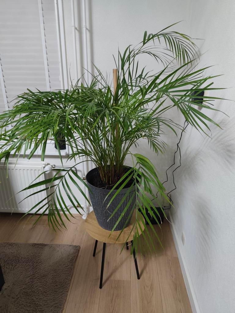 Mooie Areca Palm -, Palm, In pot, Minder dan 100 cm, Groene kamerplant