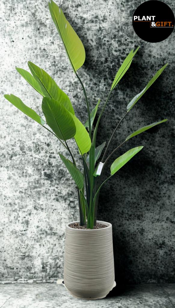 Dune Beige Compleet met Kunst Strelitzia Nicolai – 210 cm, Verzenden, Zo goed als nieuw