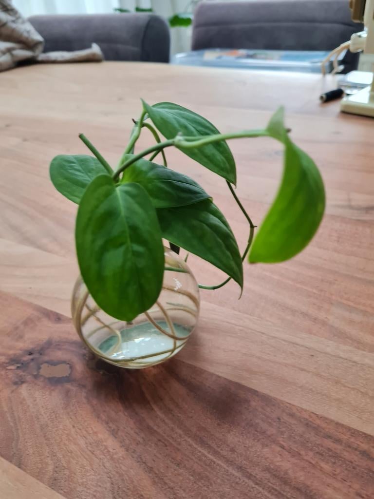 Monstera Spruceana Gewortelde Stekjes, Huis en Inrichting, Kamerplanten, Ophalen of Verzenden, Halfschaduw, Minder dan 100 cm