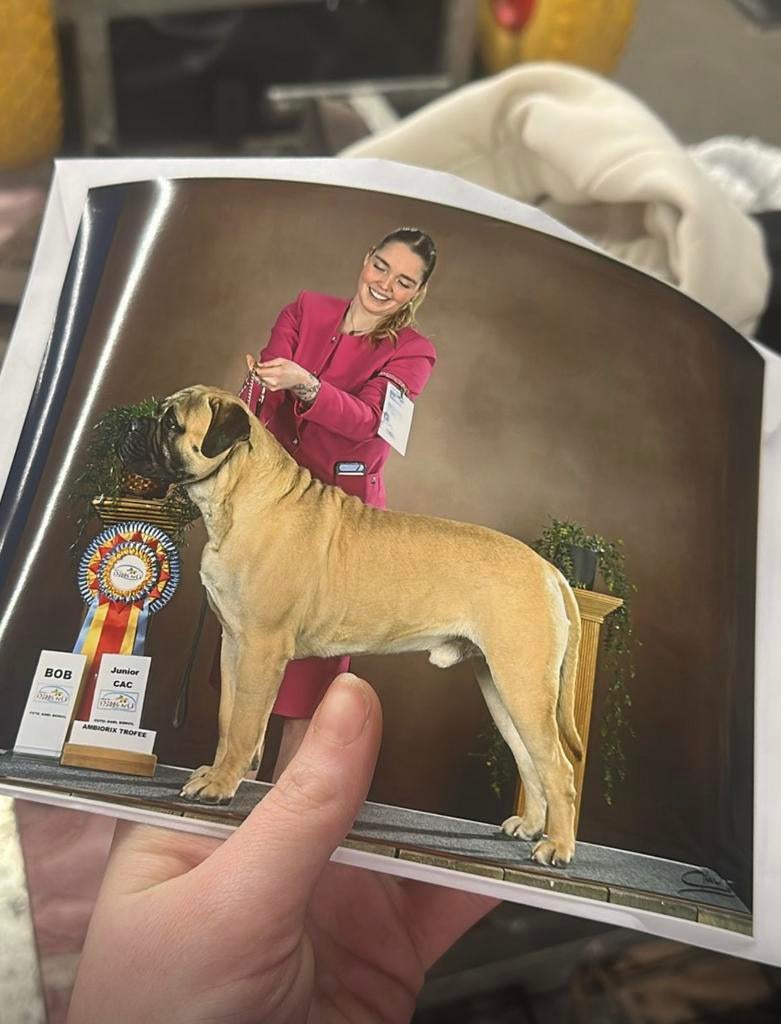 Ter Dekking Aangeboden diverse bullmastiff  dekreuen., Reu, Parvo, Meerdere, 3 tot 5 jaar