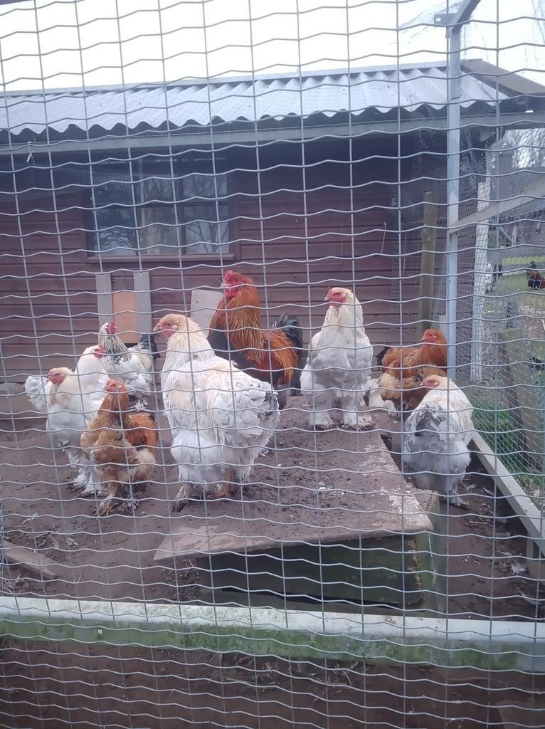 Brahma hanen 1 jaar oud, Dieren en Toebehoren, Pluimvee, Mannelijk, Kip