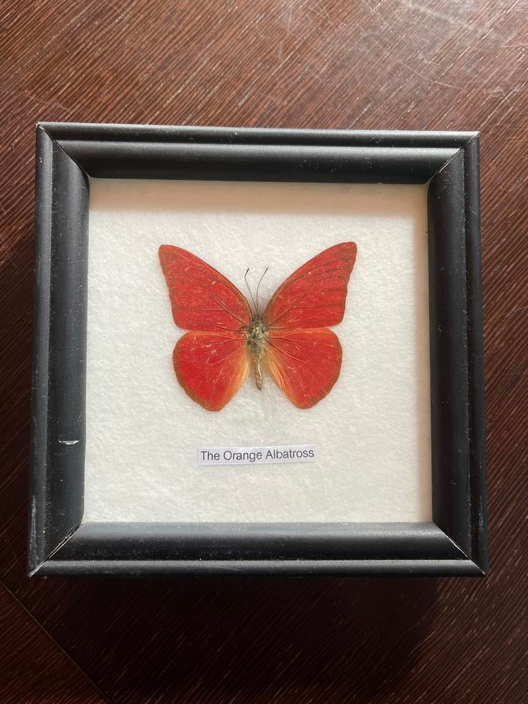 Oranje Albatros vlinder in lijst, Antiek en Kunst, Ophalen of Verzenden