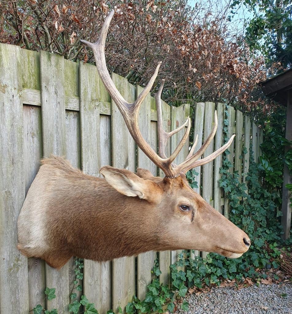 Zeer mooie grote opgezette Canadese Wapiti/hert, Ophalen, Zo goed als nieuw, Wild dier, Opgezet dier