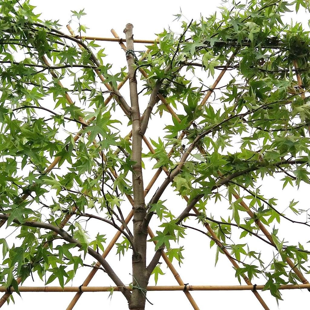 Liquidambar worplesdon| Leiamberboom | Amberboom leiboom, Tuin en Terras, Planten | Bomen, Ophalen of Verzenden, Zomer, Leiboom