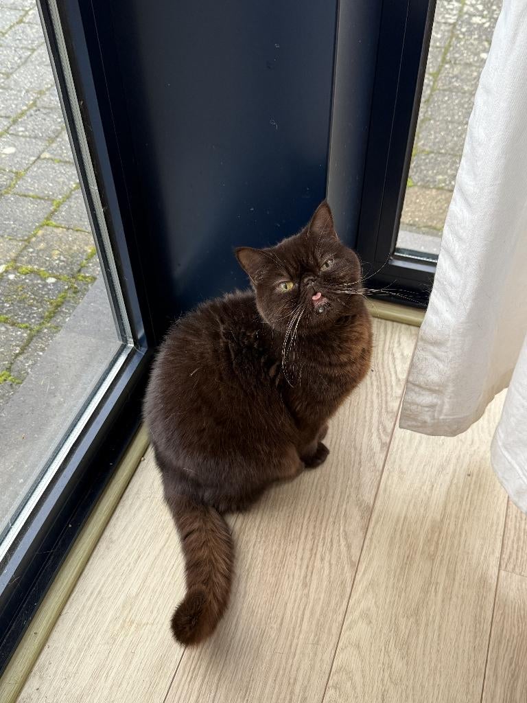 exotic (zonder stamboom en ragdoll met stamboom, Dieren en Toebehoren, Poes, Met stamboom, 3 tot 5 jaar