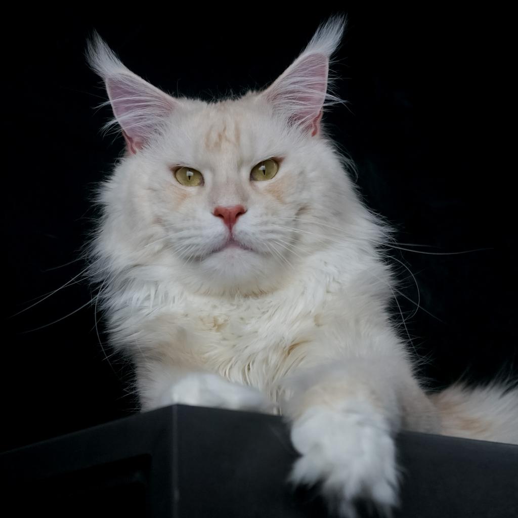 Maine Coon dekkater met stamboom voor buitendekking