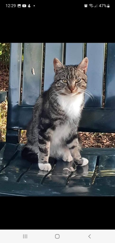 VERMIST cypers kat, Kessel LB, BELONING voor hulp met vinden, 0 tot 2 jaar