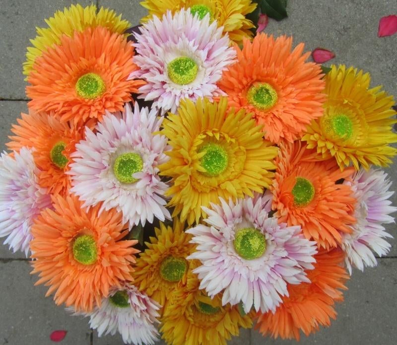 ASTERS - KUNST - 3 KLEUREN, Ophalen of Verzenden, Nieuw