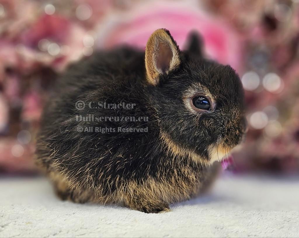 De ENIGE ECHTE mini loffelohr konijntjes, Meerdere dieren, Dwerg