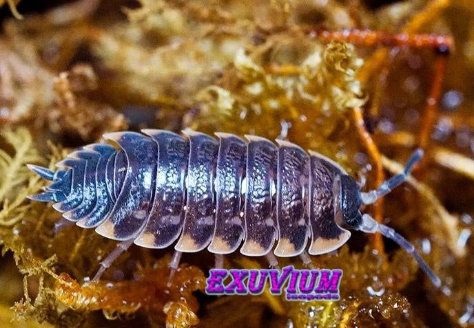 Trachelipus caucasius isopods / pissebedden, Overige soorten