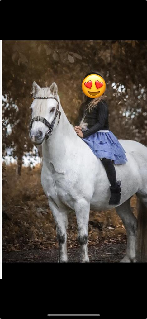 Mooie witte Welsh pony a(1.25), Dieren en Toebehoren, Pony's, B, Ruin, Dressuurpony, Ontwormd