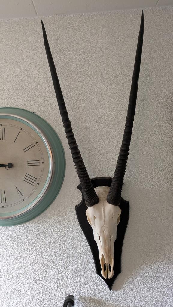 Schedel Oryx, Verzamelen, Dierenverzamelingen, Zo goed als nieuw, Schedel, Ophalen of Verzenden