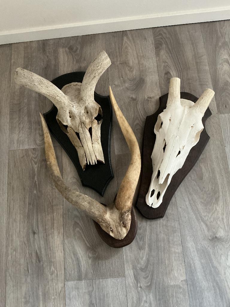 Schedels, Ophalen of Verzenden, Gebruikt, Wild dier, Schedel