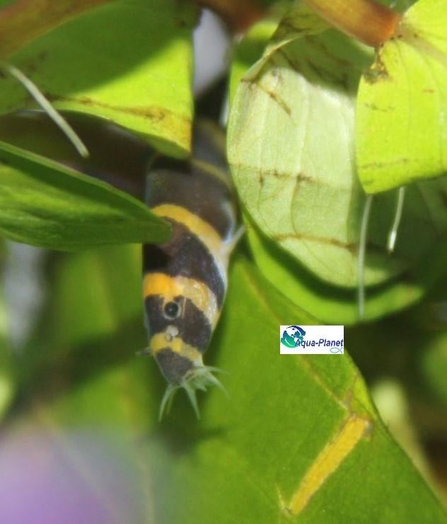 Reuzenkuhli, Dieren en Toebehoren, Vissen | Aquariumvissen, Vis, Zoetwatervis, Schoolvis