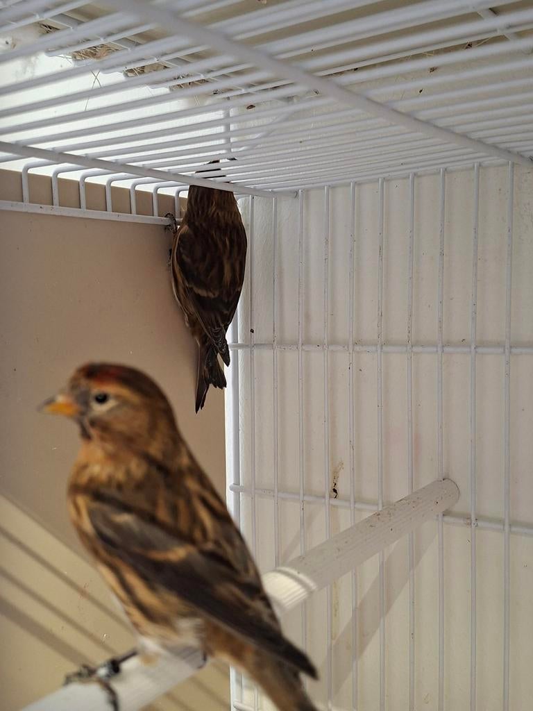 Tekoop 2 barmsijs poppen, Dieren en Toebehoren, Vogels | Overige Vogels, Vrouwelijk