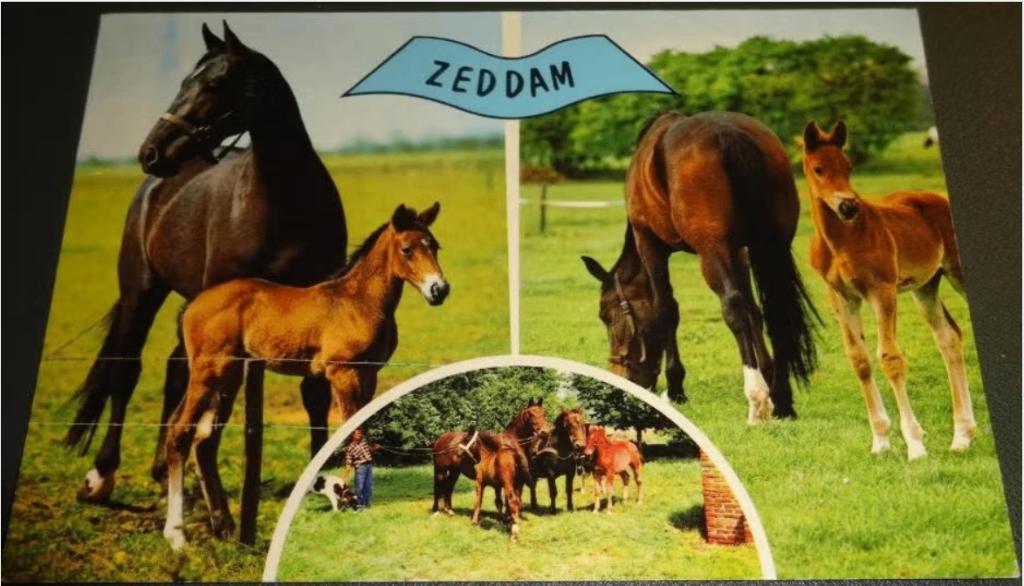 Paard - Drieluik - Zeddam, Verzamelen, Verzenden, 1980 tot heden, Gelopen, Paard
