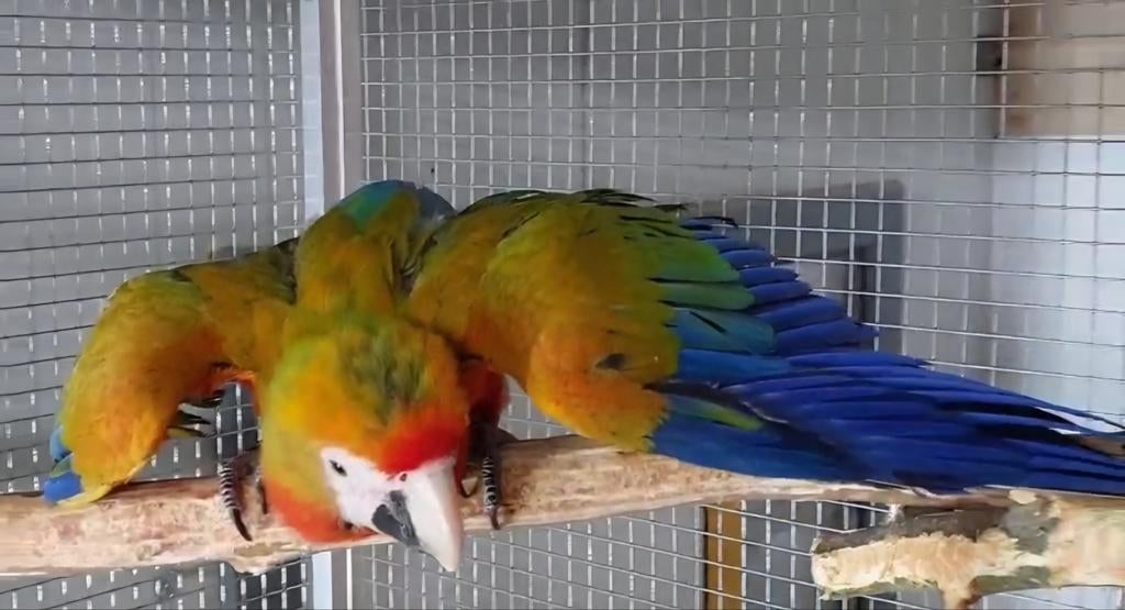 Camelot ara papegaai, Dieren en Toebehoren, Vogels | Parkieten en Papegaaien, Vrouwelijk, Papegaai, Tam