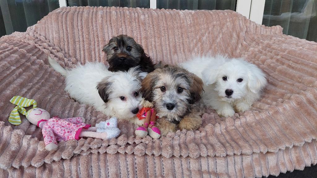 Maltipoo pups  ( lief en aanhankelijk ), Parvo, Maltezer, Nederland, 8 tot 15 weken