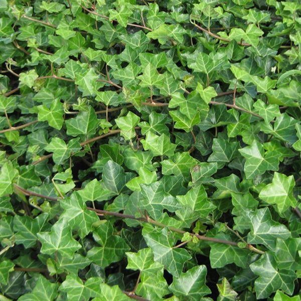 **ACTIE** Klimop 50 cm € 1.25 Hedera hibernica, Tuin en Terras, Planten | Tuinplanten, Vaste plant, Ophalen of Verzenden, Bloeit niet