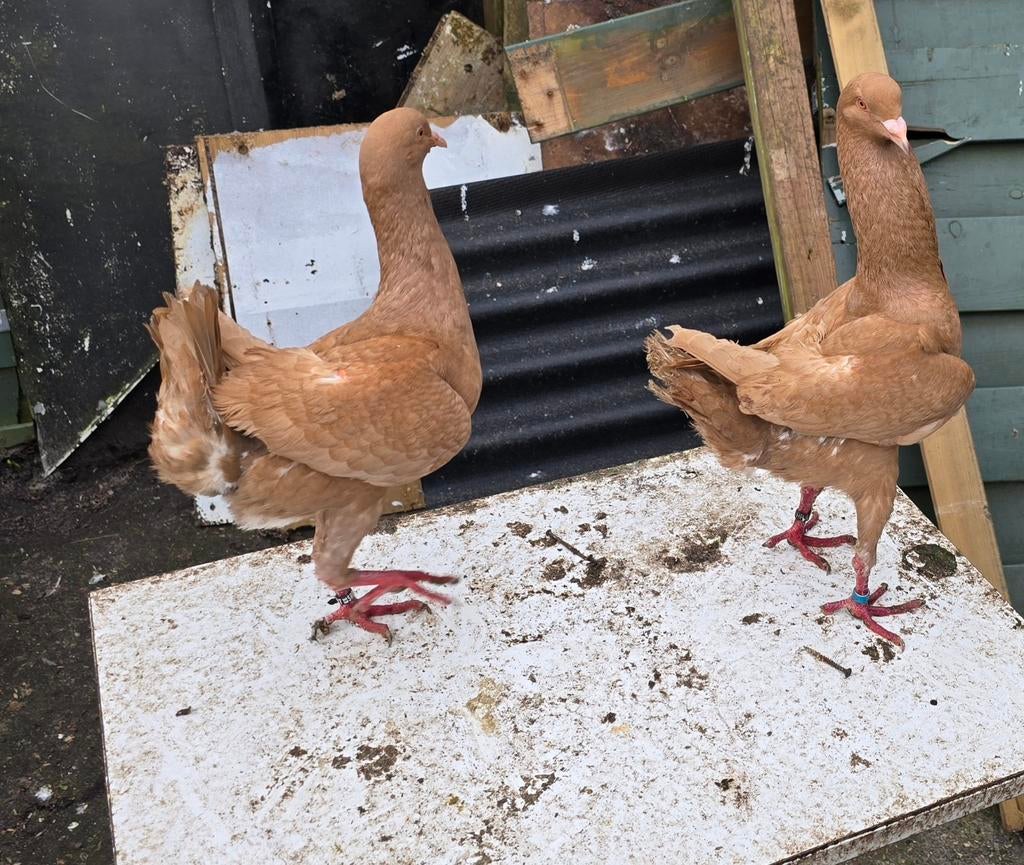 PURMEREND, Dieren en Toebehoren, Ophalen of Verzenden