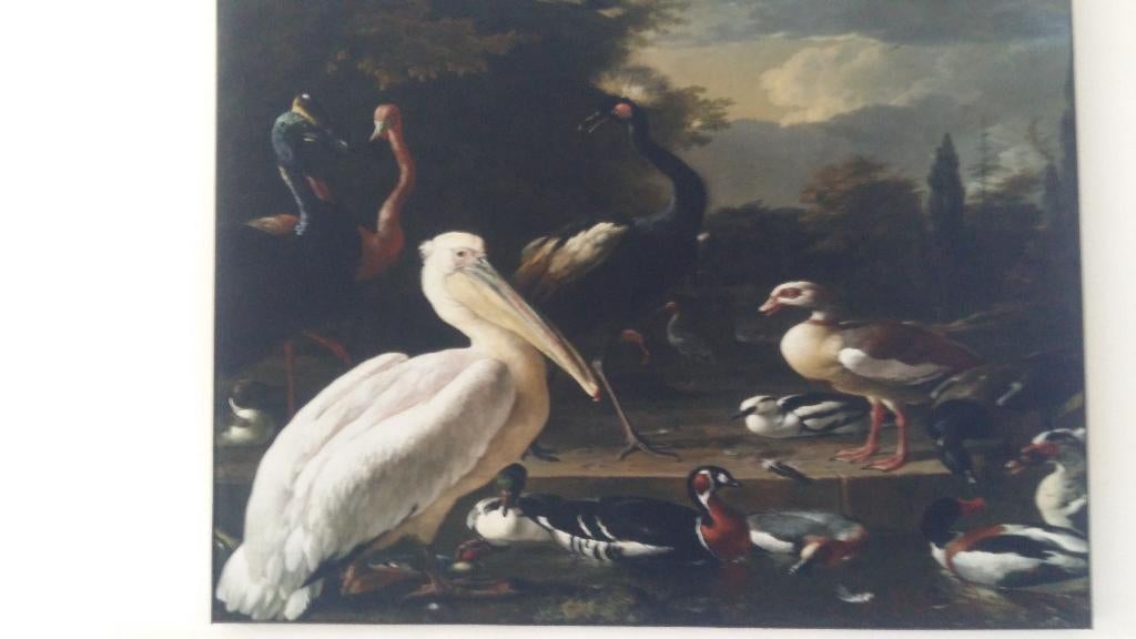 wandkleed fluweel pelikaan, Ophalen