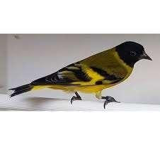 Zwartekop sijs man te koop, Dieren en Toebehoren, Vogels | Overige Vogels, Mannelijk, Wildzangvogel, Geringd