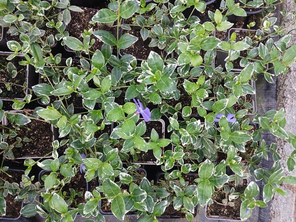 Vinca Minor (maagdenpalm), Ophalen, Overige soorten, Minder dan 100 cm
