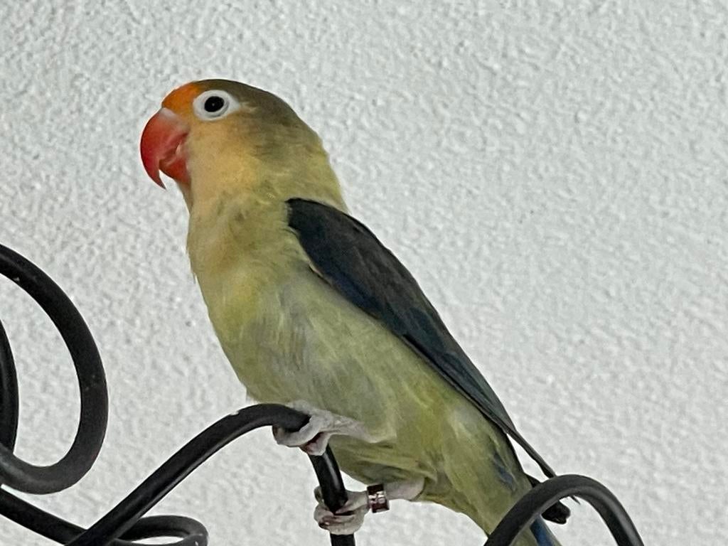 Agapornis Dwergpapegaai LFischerie Roseicolle Personata, Dieren en Toebehoren, Meerdere dieren, Dwergpapegaai of Agapornis, Geringd