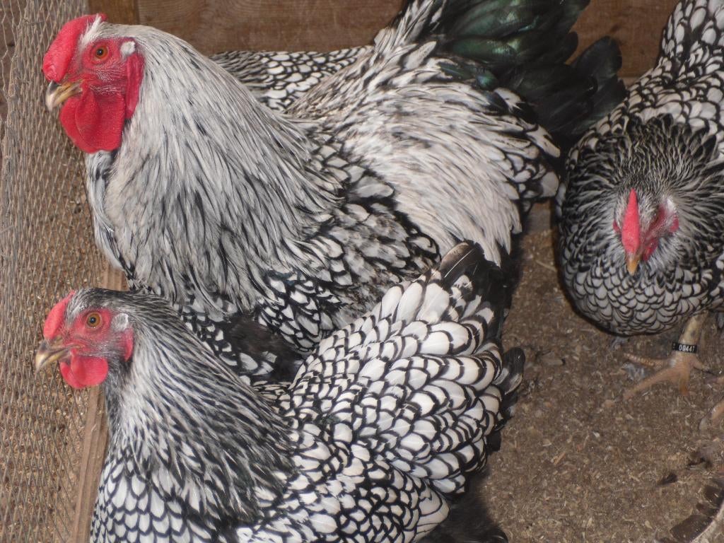 t.k.broedeieren Wyandotte groot zilver zwart gezoomd, Dieren en Toebehoren, Pluimvee, Meerdere dieren, Kip