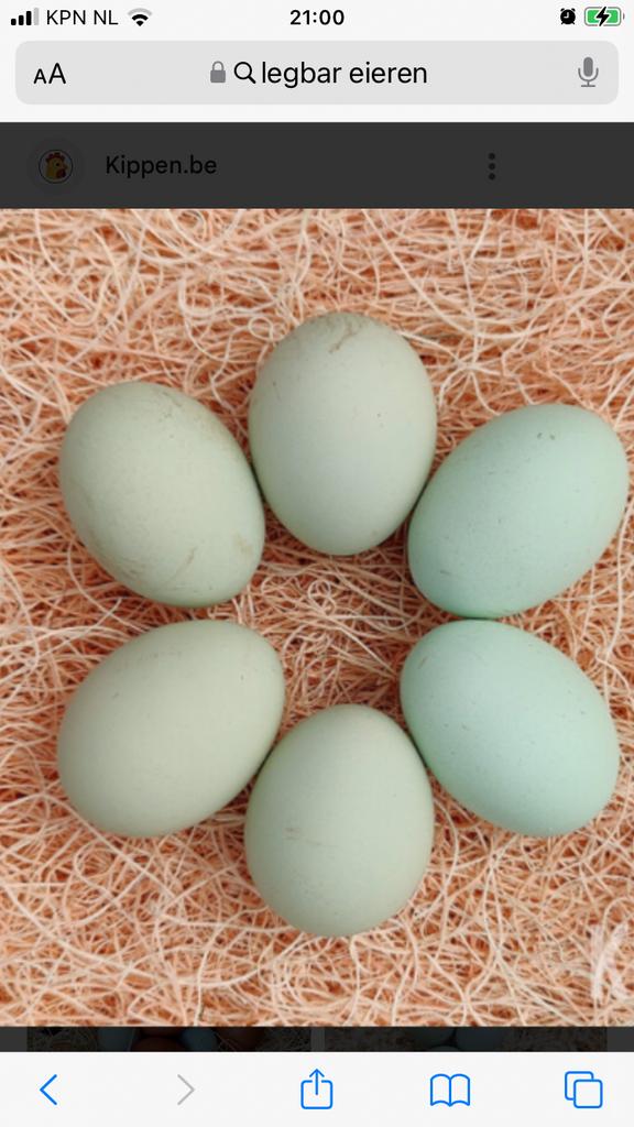 Groenlegger. Araucana legbar kippen, Dieren en Toebehoren, Pluimvee, Vrouwelijk, Kip