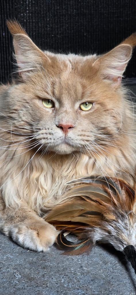 Maine Coon dekkater met stamboom, 0 tot 2 jaar