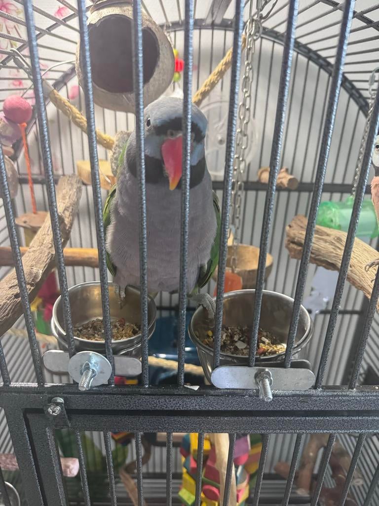 Derbyan Parkiet + Kooi + UV-lamp + Speel ring. | Pratend, Dieren en Toebehoren, Vogels | Parkieten en Papegaaien, Meerdere dieren