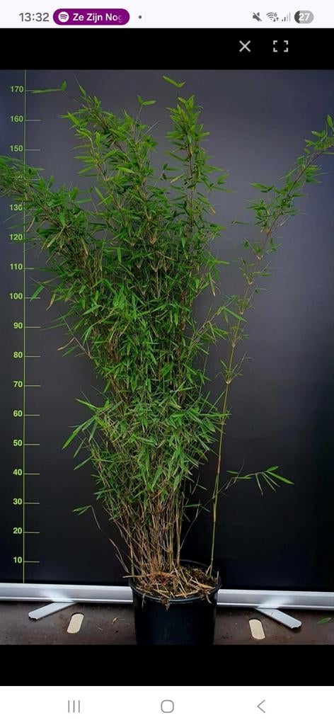 Gezocht  gratis tuinplanten voor woongroep, Ophalen of Verzenden, Hortensia, Minder dan 100 cm