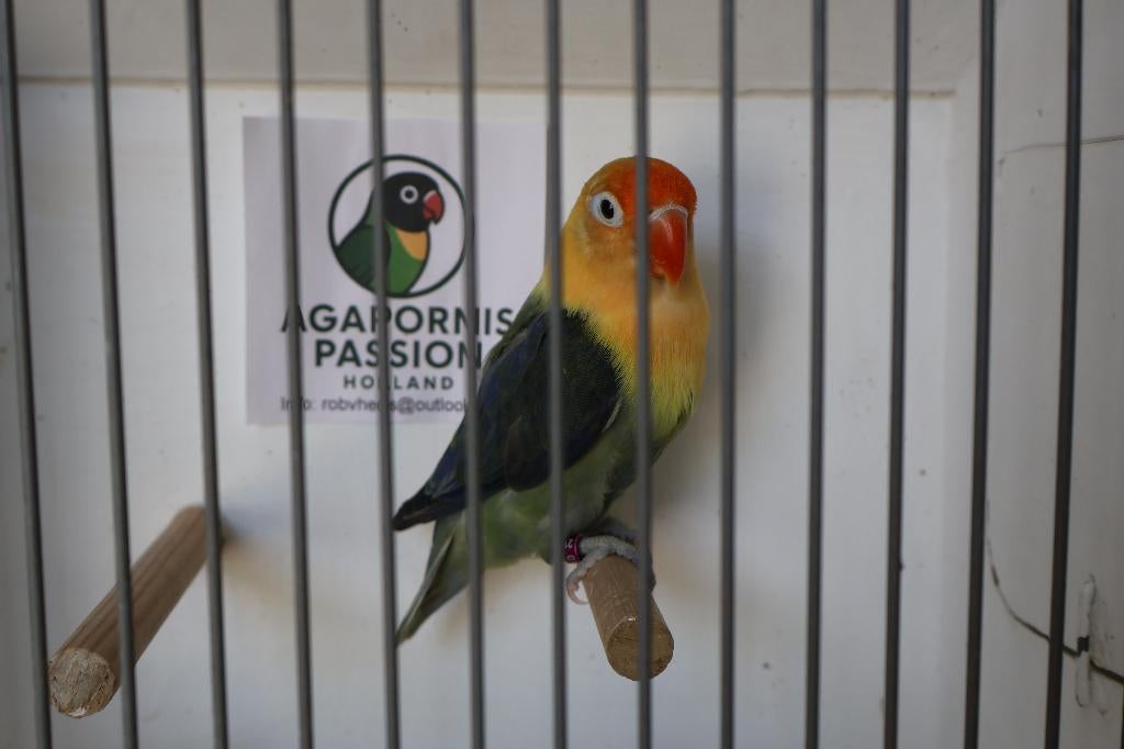 Agapornis Fischeri, Dieren en Toebehoren, Geslacht onbekend, Dwergpapegaai of Agapornis, Geringd