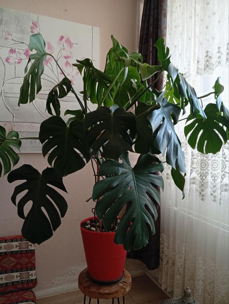 Grote Monstera, Ophalen of Verzenden, In pot, Halfschaduw, 100 tot 150 cm