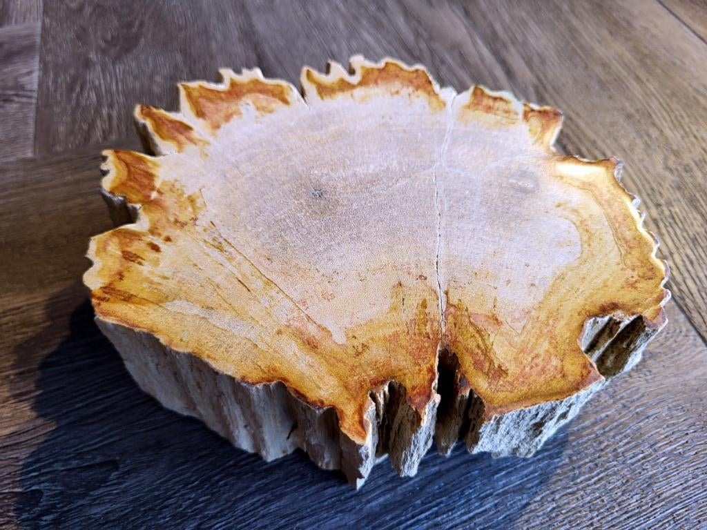versteend hout, houtschijf, doorsnee 18cm, 6cm dik,16,- euro, Ophalen of Verzenden, Mineraal