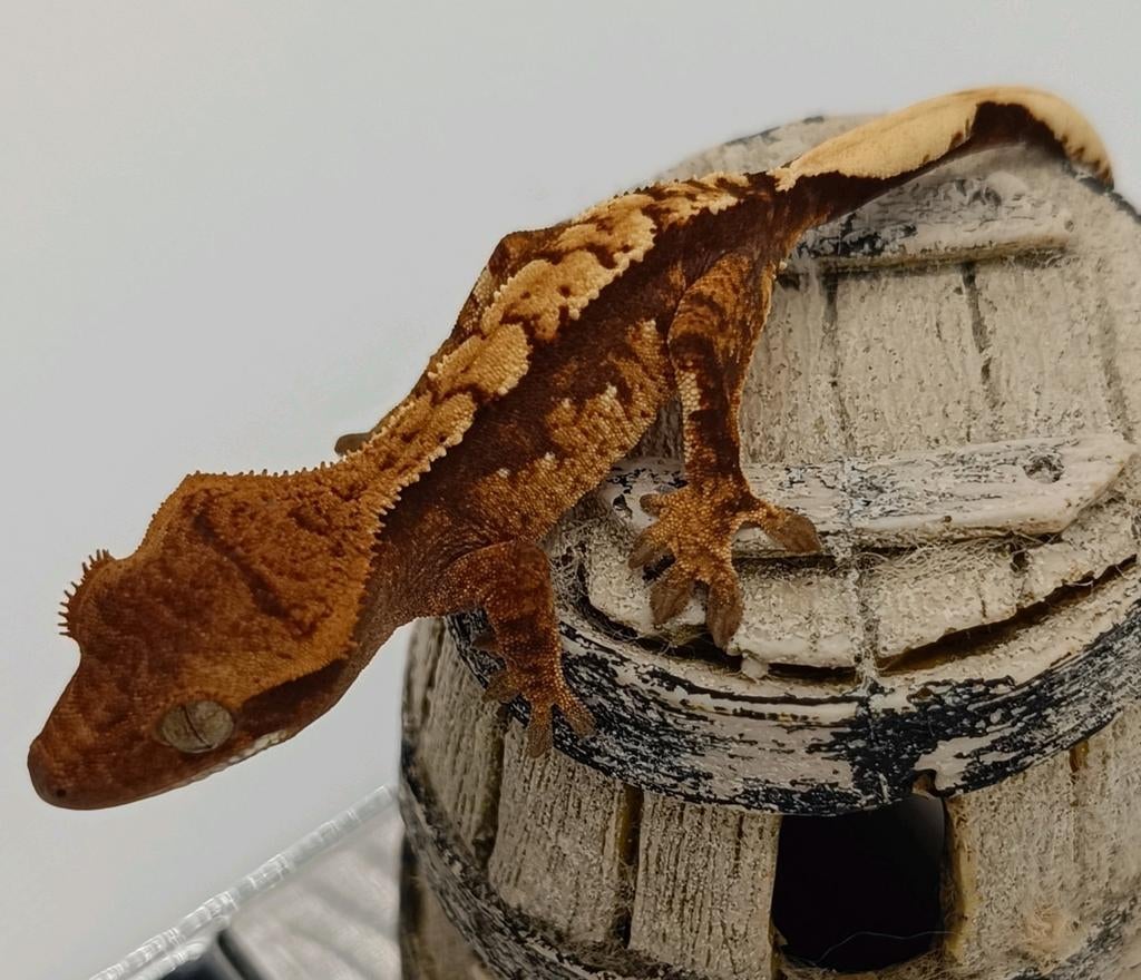 Wimpergekko nakweek harlequin Crested Gecko - unknown for sale from Sabrina
