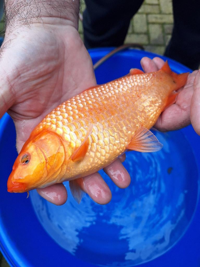 Koi karpers 8 stuks., Karper of Koi