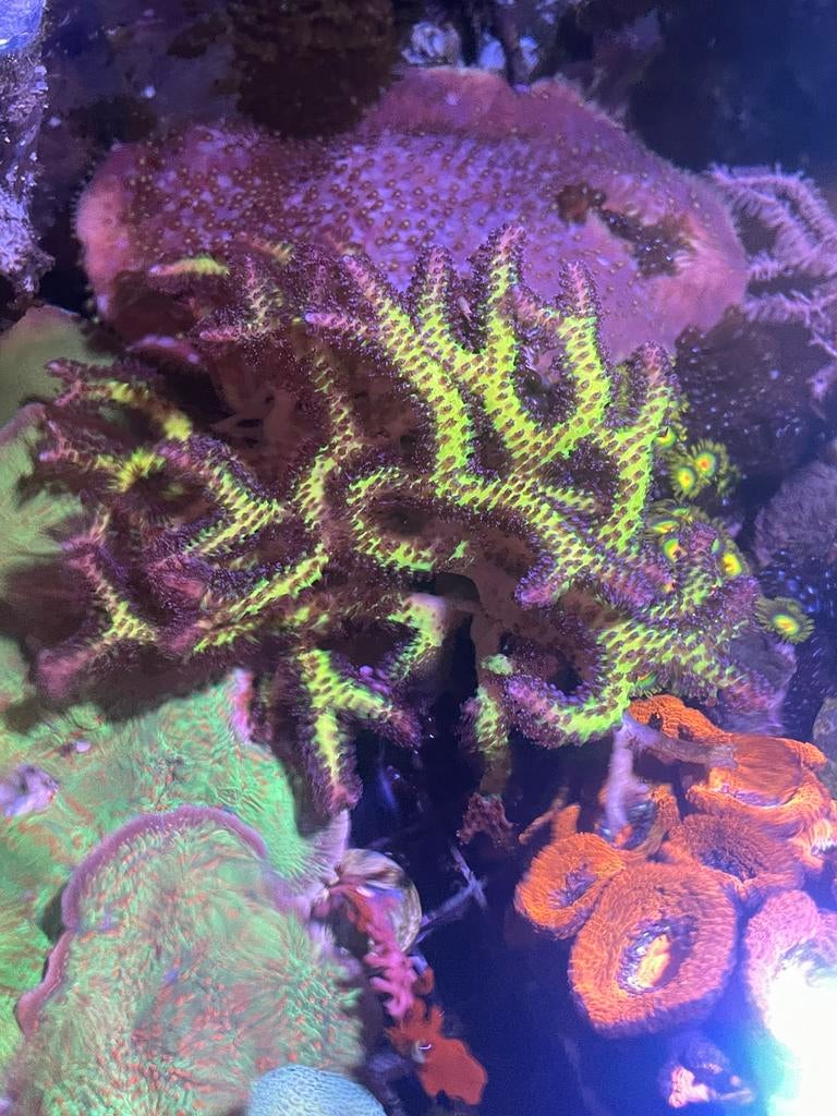 Stekken seriatopora caliendrum birds of paradise, Dieren en Toebehoren, Overige typen