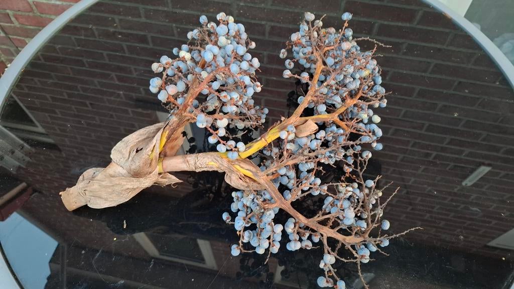 Palmzaden(Trachycarpus fortunei), Ophalen, Gehele jaar, Volle zon
