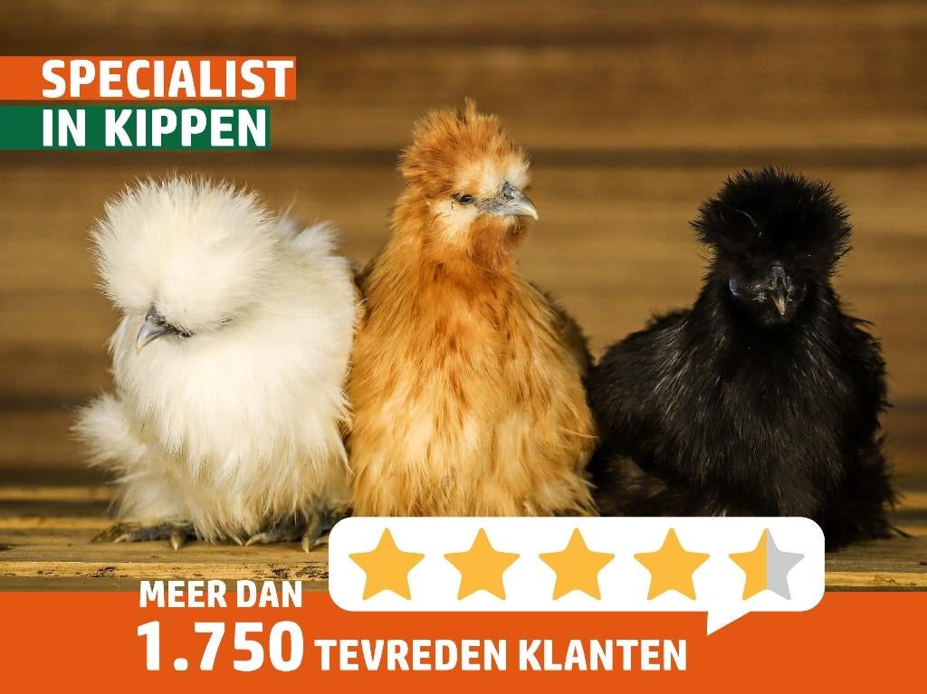 Zijdehoender krielen | Vriendelijke kippen | Passend advies, Vrouwelijk, Kip