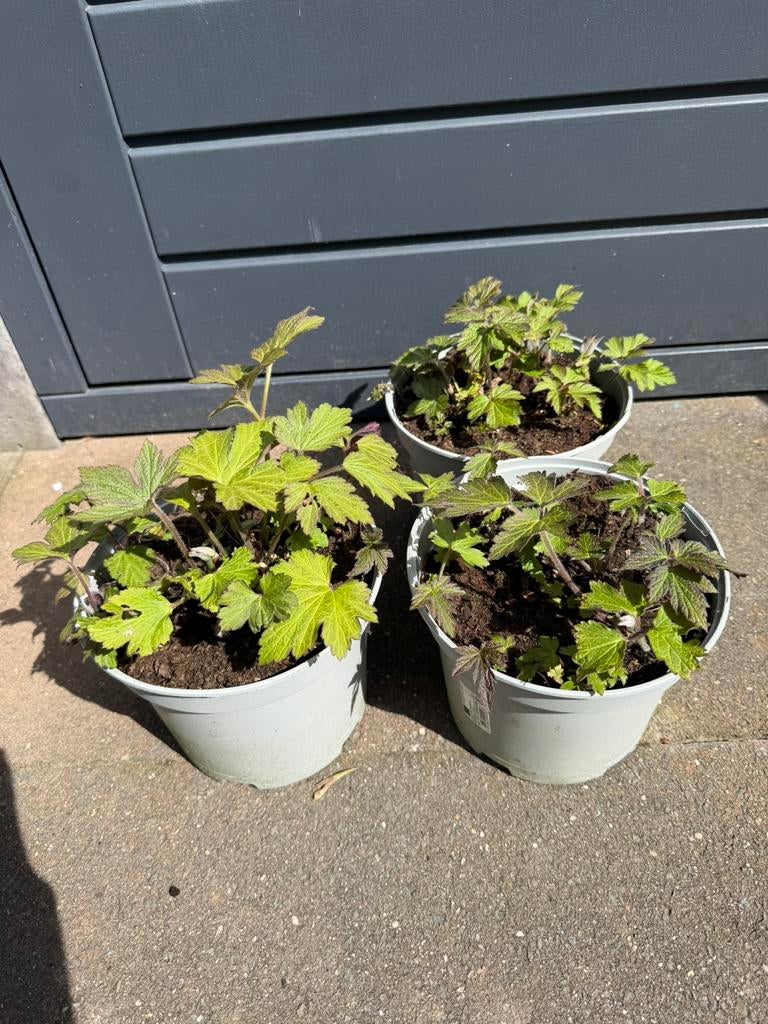 Anemoon, Tuin en Terras, Planten | Tuinplanten, Ophalen, Overige soorten