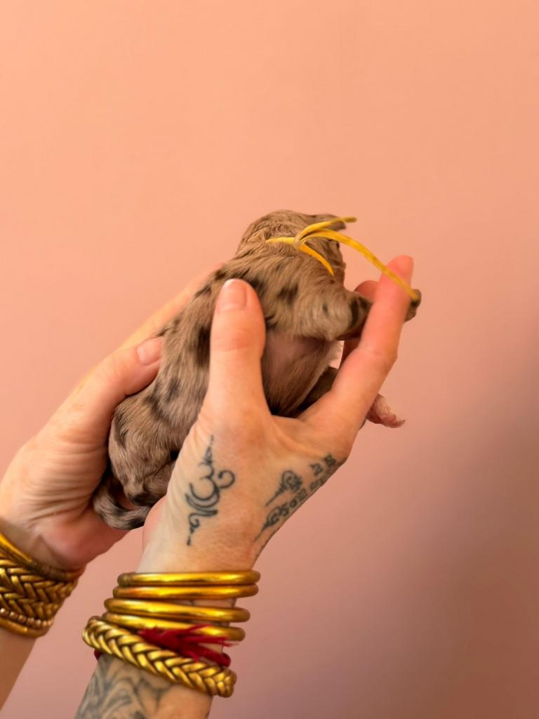 Aussiedoodle pups 💗 8 chocolate (merle) midi Aussie Doodle, Dieren en Toebehoren, Parvo, Overige rassen, 8 tot 15 weken, Meerdere