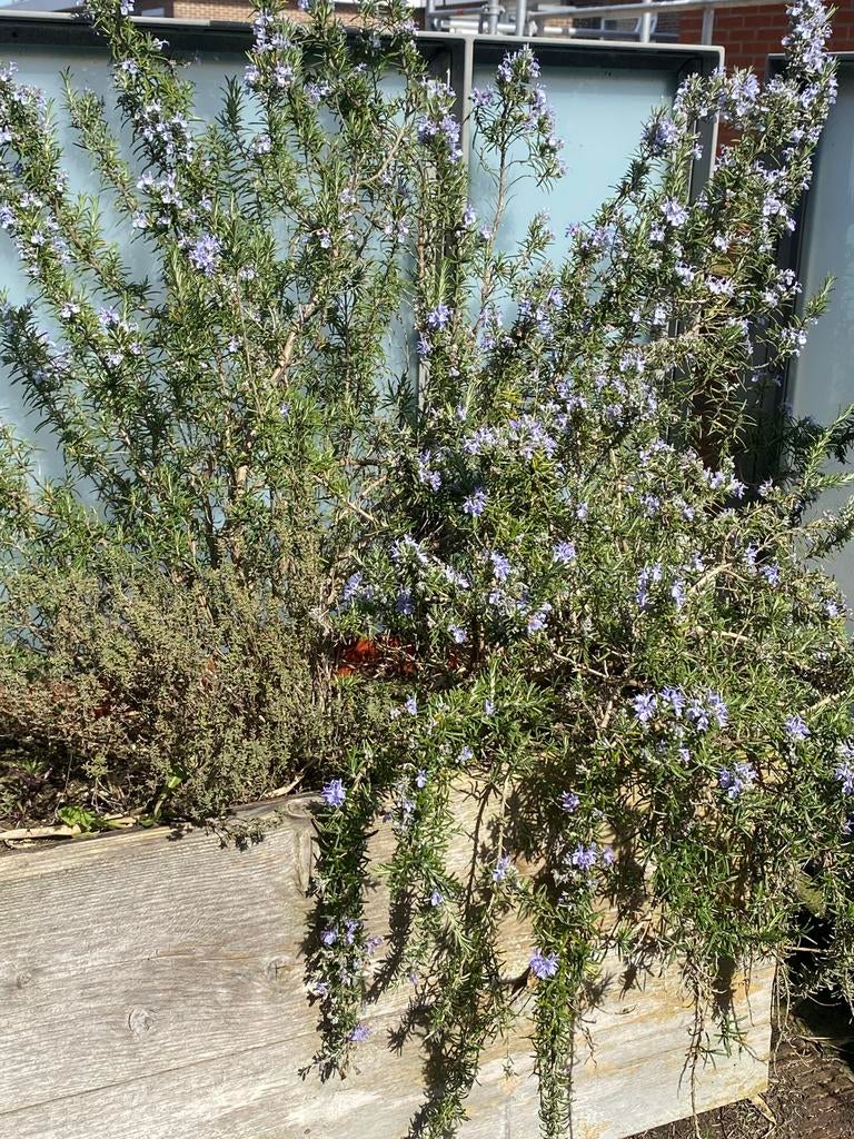 Gratis Rozemarijn en Thijm planten voor uw tuin, Ophalen, Volle zon, Vaste plant, Kruiden