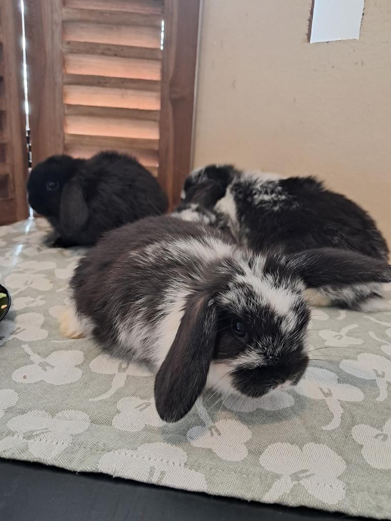 Konijntjes baby Hangoortjes dwerghangoren. Tam!, Dieren en Toebehoren, Konijnen, Meerdere dieren, Dwerg