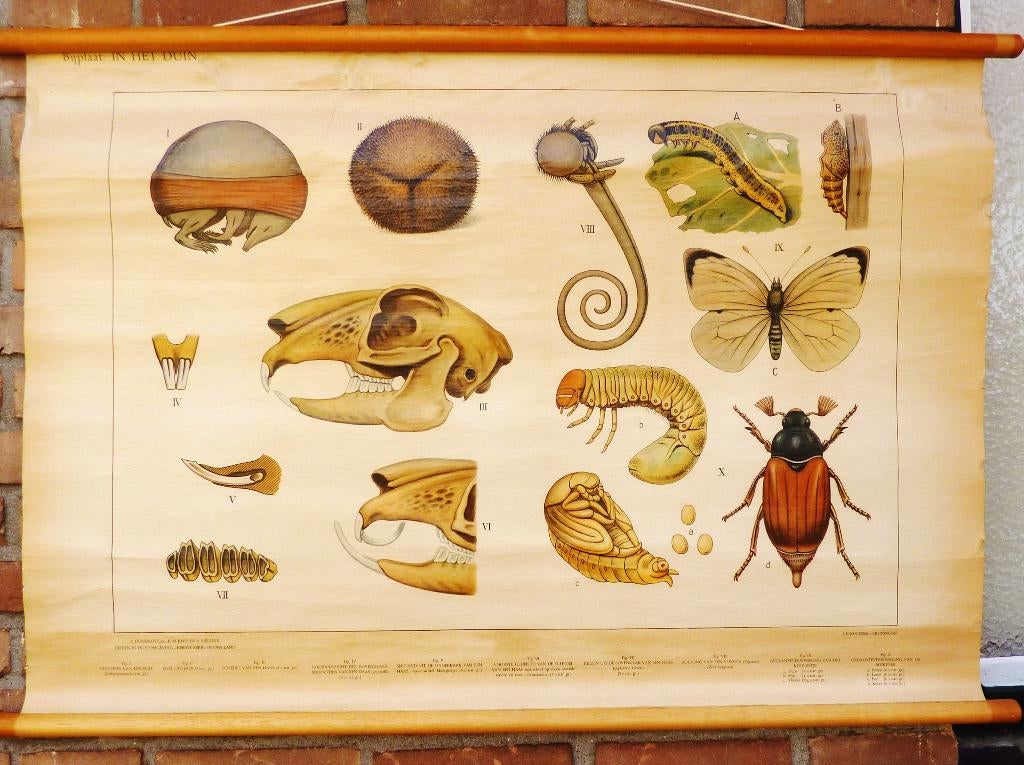 Oude schoolplaat over "wat je vindt in de duinen", Ophalen of Verzenden, Natuur en Biologie